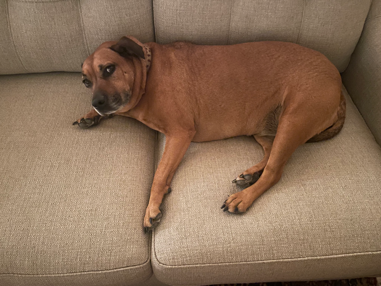 Reddish-brown dog relaxing on a beige couch